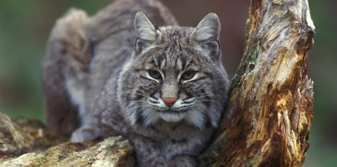 Una banca dati per proteggere il gatto selvatico europeo